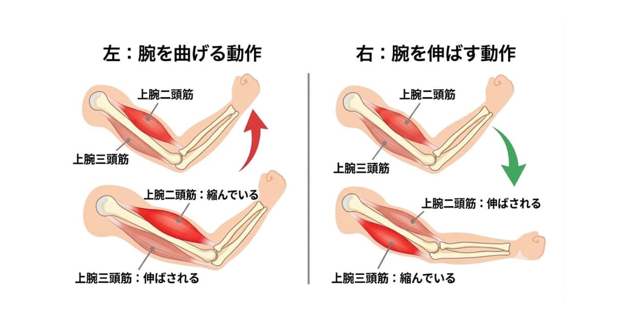 筋肉が硬くなる要因とケアの違い