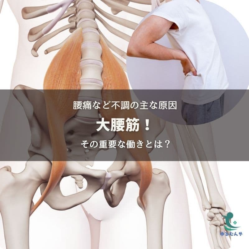 腰痛などほとんどの不調の原因〜大腰筋!その重要な働きとは?のイメージ画像